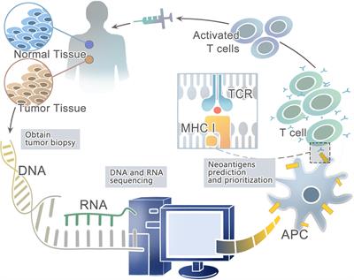 Frontiers | Progress In Neoantigen Targeted Cancer Immunotherapies